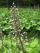 Strzeliste ukwiecone rośliny, a w tle...