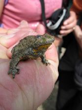 Kto da całusa... - może jestem Królewną?