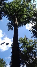 Piękne buki zadziwiają....