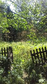 Straszny barszcz Sosnowskiego- trzeba zwiewać!!!