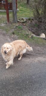 lokalny towarzysz wędrówki