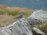 skowronek alpejski 