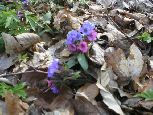 Wiosenne atrakcje na trasie - miodunka plamista (Pulmonaria officinalis )