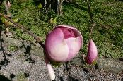 Magnolie - portrety indywidualne