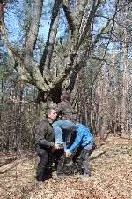 Przemas - na drzewo!