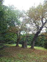 Pomnik ku czci 74 Polaków, zamordowanych przez UPA, w otoczeniu kasztanowca i jawora