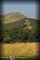 SMEREK Z DROGI NA POŁONINE WETLIŃSKĄ