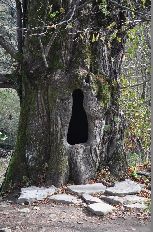 stara lipa przy cerkwi w  Łopience 