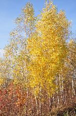  W drodze z Ostrej Góry do Hyżnego - jesień