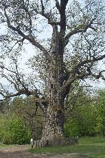 Górecko Kościelne - jeden z licznych dębów