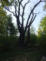 i oglądane w praktyce: dąb Florian...