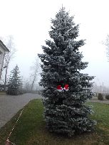 wita nas ośnieżona choinka 