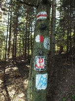 biedne drzewo - kto ma pędzel i farbę, to se malnie to i owo