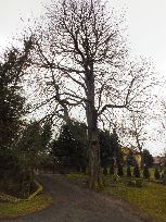 oraz pomniki przyrody