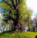  Broniszow pomiar lipy