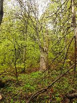 okazy z rezerwatu Magura i...