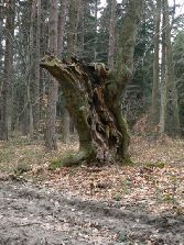 Takie sobie drzewko....