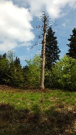 to nie suchotniki z okolic Banicy, ale tez pikne