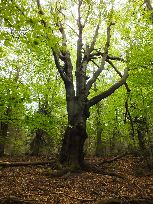 czasem odpoczniemy, bo na widoku atrakcyjny buczek, ale...