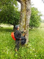 Klaudiusz tłumaczy sposób dzięcioła na wydłubywanie ziaren z szyszek