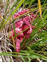 okratek australijski...