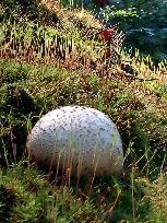 dorodna purchawka...