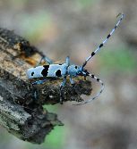 czy nadobnica alpejska - szkodnik, tyle że chroniony...