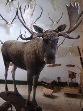 Nowosiółki - Łoś