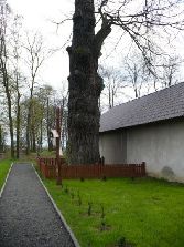 Dębno - dąb - pomnik przyrody 567 cm obwodu, ok 500 lat